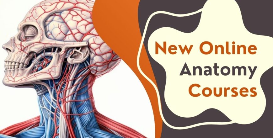 Anatomy